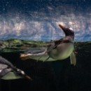Pinguine im Sealife Melbourne