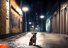 Firefly streunender Hund in einer dunklen Großstadtgasse bei Nacht 79656