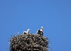 064 Herzogenriedpark MA