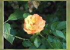 089 Herzogenriedpark MA