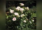 109 Herzogenriedpark MA