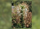 129 Herzogenriedpark MA